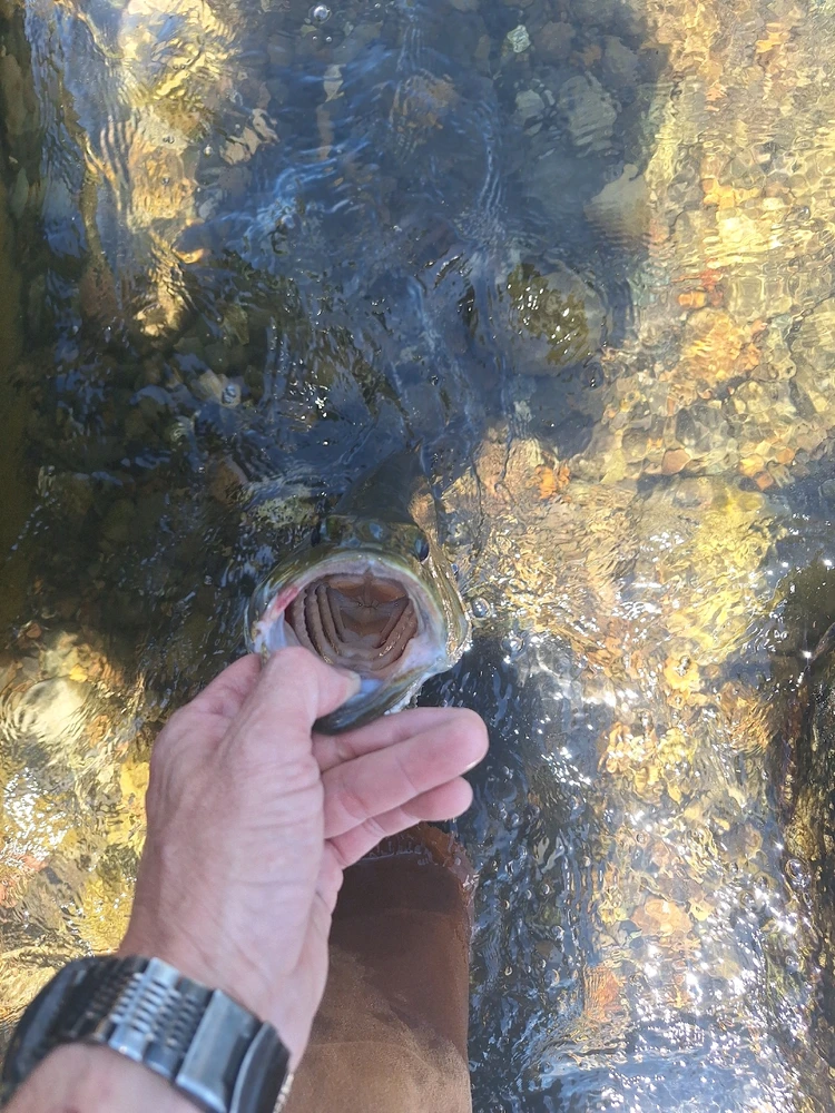 Image uploaded by John