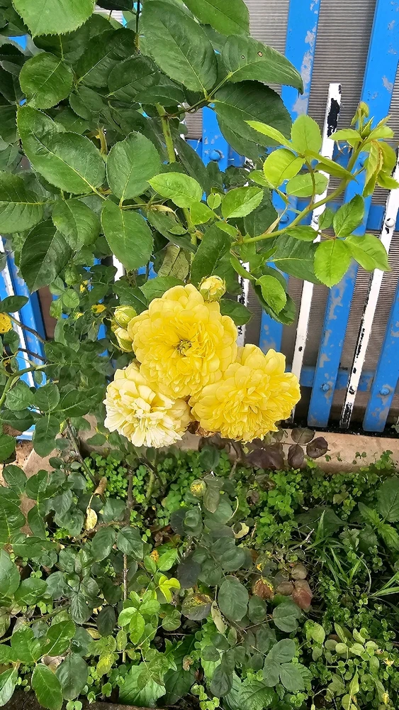 GIF uploaded by Hải