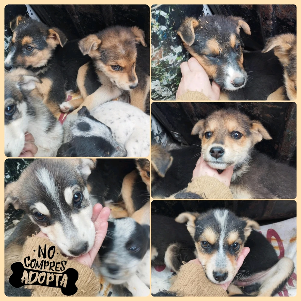 Imagen subida por ꓄ђ