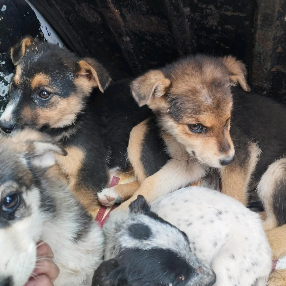 Imagen subida por ꓄ђ