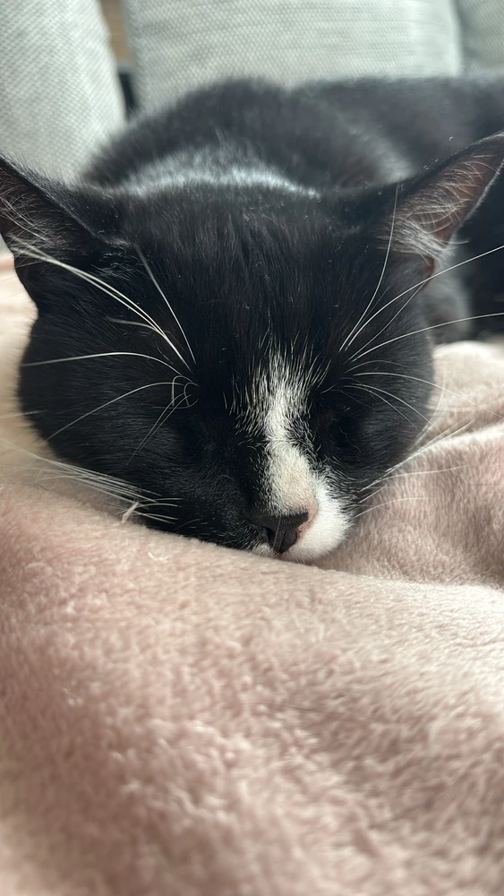 GIF hochgeladen von Dennis