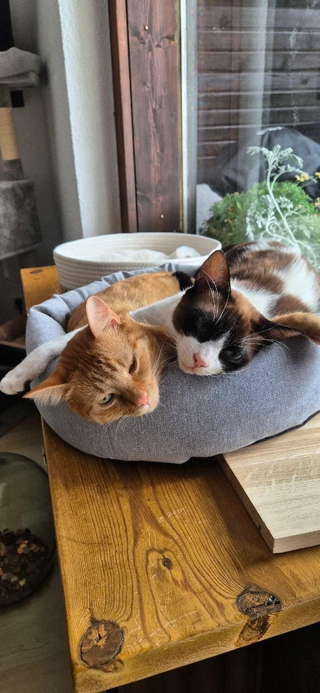 friends will be friends...🦝🦊