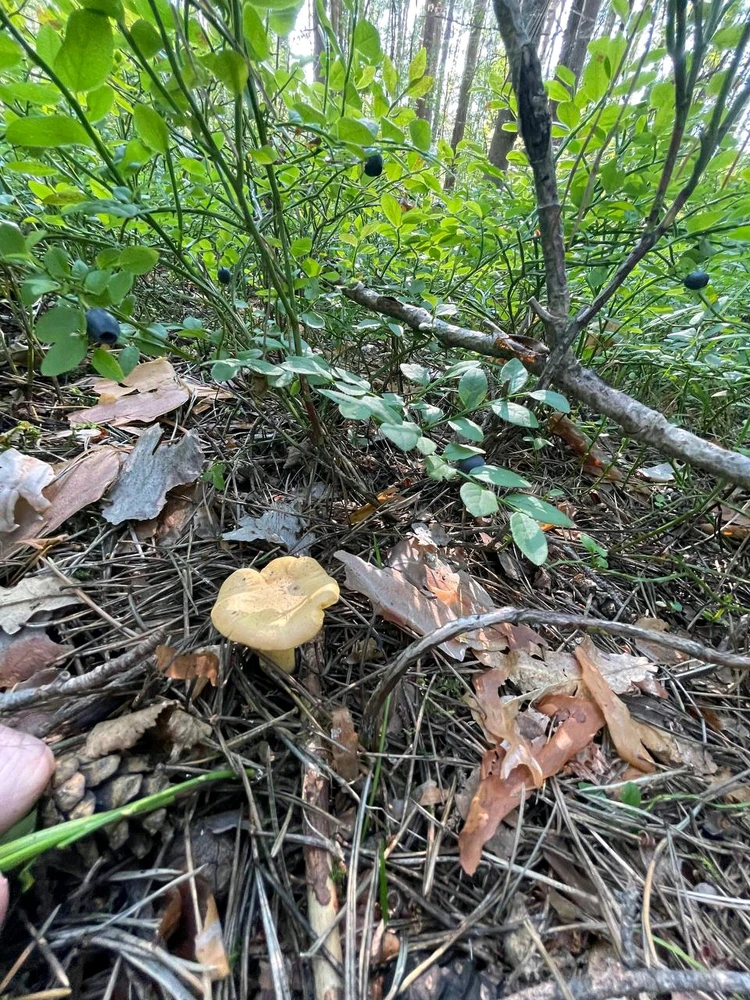 Фото загрузил Anatolii