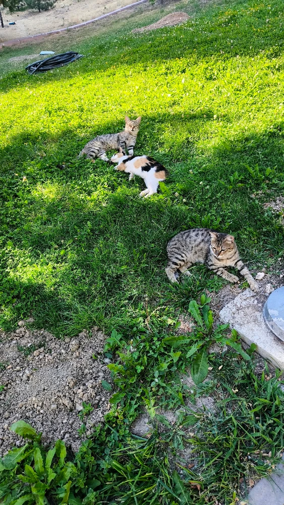 Orkun tarafından yüklenen GIF