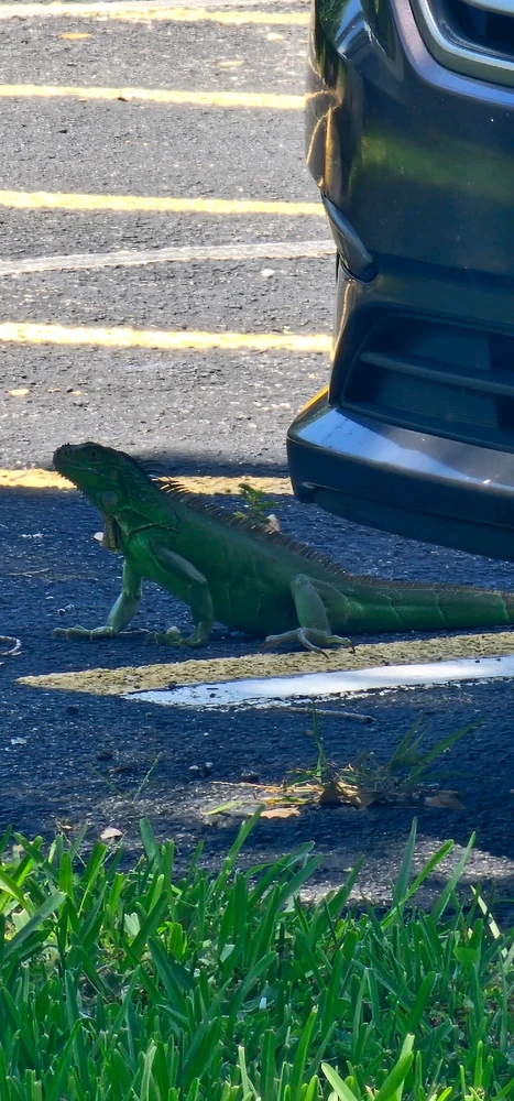 Discovering the magic of nature: An unforgettable moment with the life that surrounds us! 🌿🦎✨