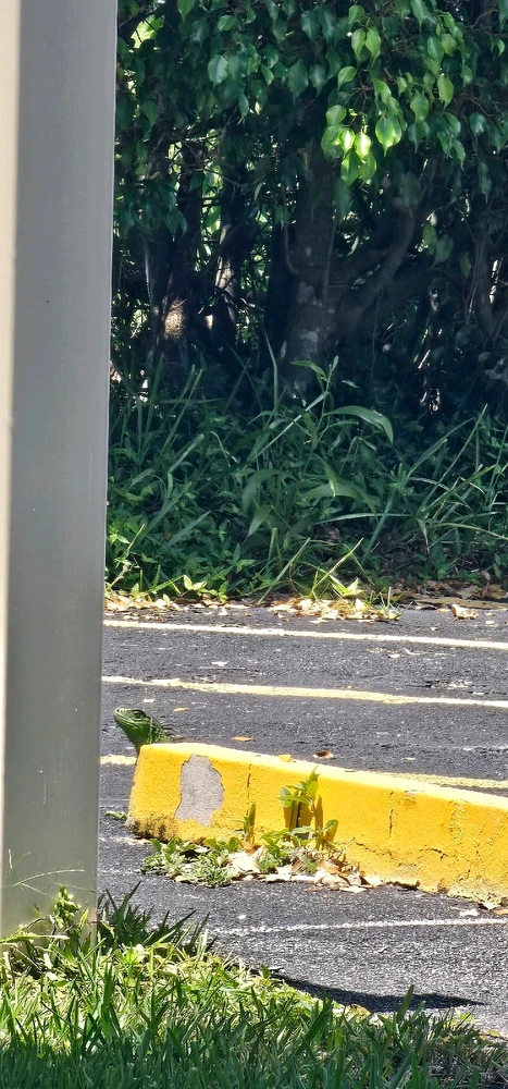 Discovering the magic of nature: An unforgettable moment with the life that surrounds us! 🌿🦎✨