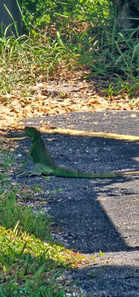 Discovering the magic of nature: An unforgettable moment with the life that surrounds us! 🌿🦎✨