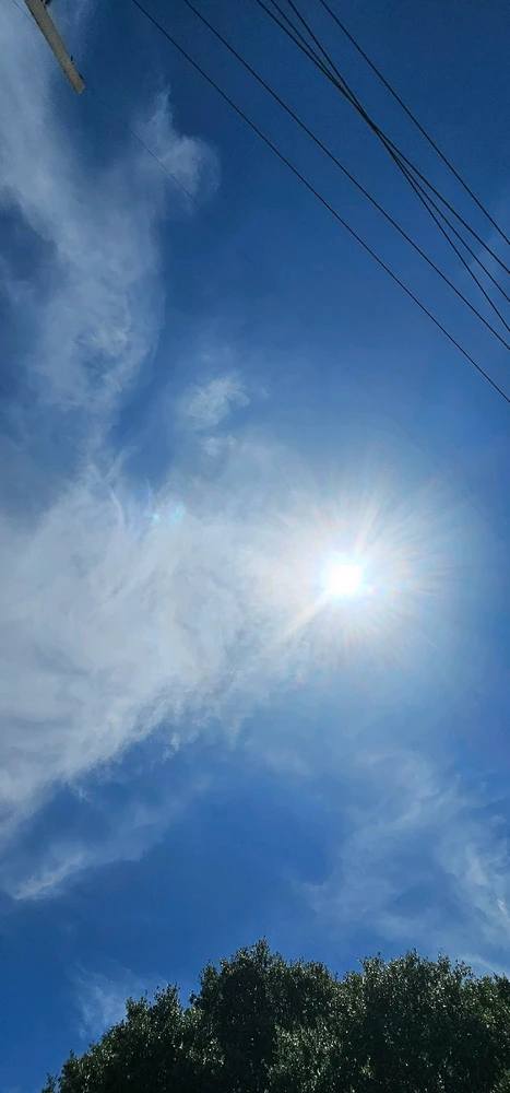 Discovering the magic of nature: An unforgettable moment with the life that surrounds us! 🌿🦎✨