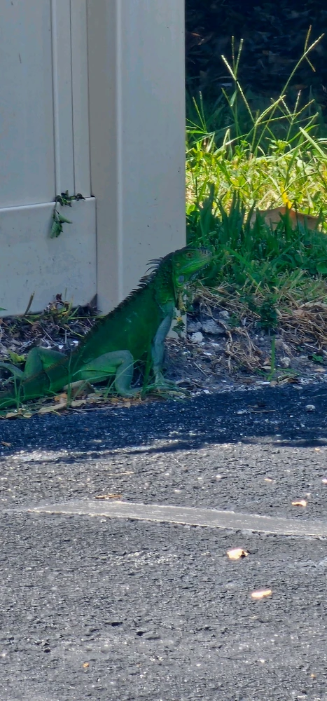 Discovering the magic of nature: An unforgettable moment with the life that surrounds us! 🌿🦎✨