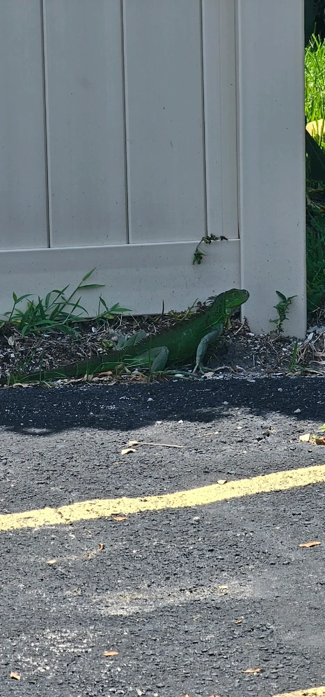 Discovering the magic of nature: An unforgettable moment with the life that surrounds us! 🌿🦎✨