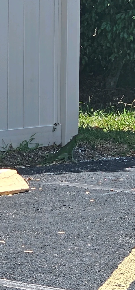 Discovering the magic of nature: An unforgettable moment with the life that surrounds us! 🌿🦎✨