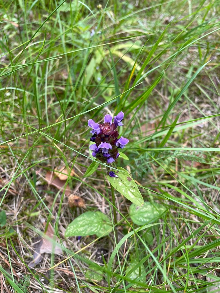 Фото загрузил Anatolii