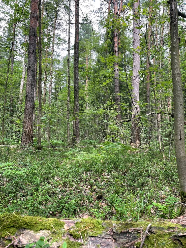 Фото загрузил Anatolii