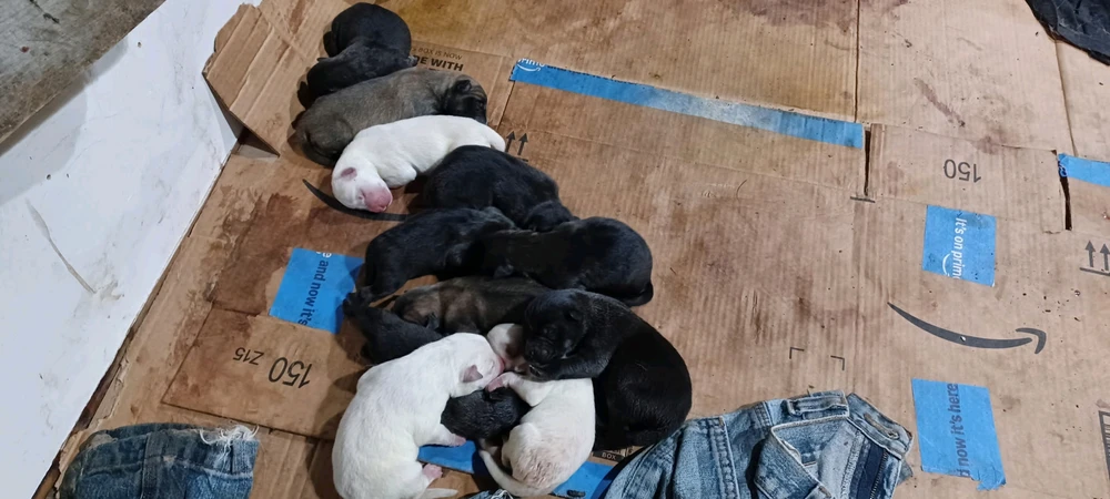 Image uploaded by Link