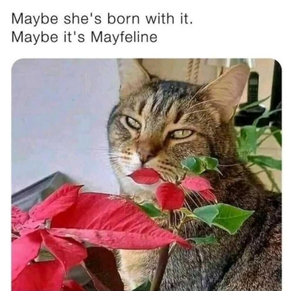 GIF uploaded by Noko