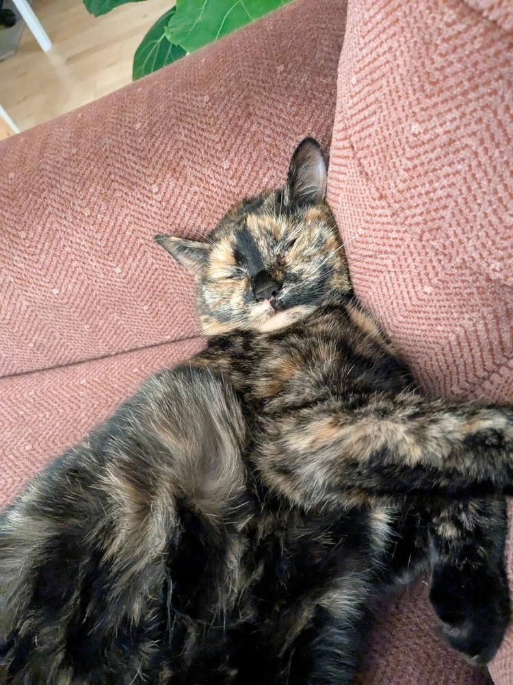 Ku' ikke lade vær 😂