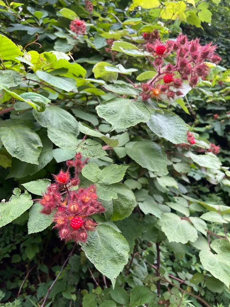 GIF uploaded by Asger