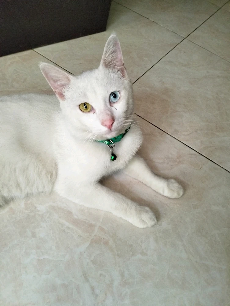 GIF diunggah oleh nepta