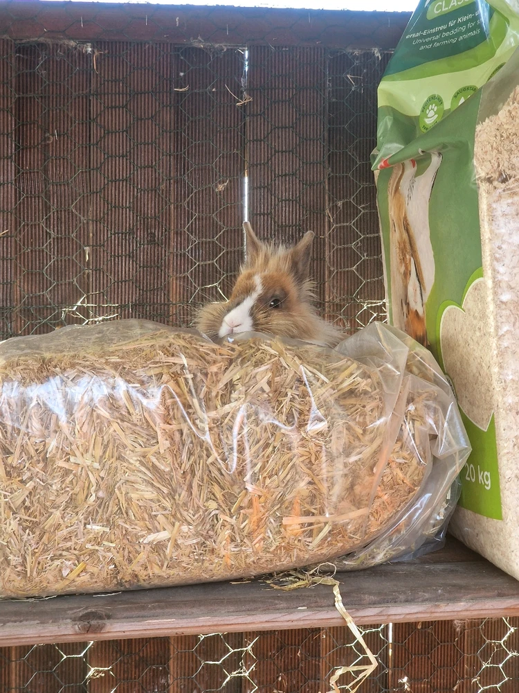 GIF hochgeladen von Ocho