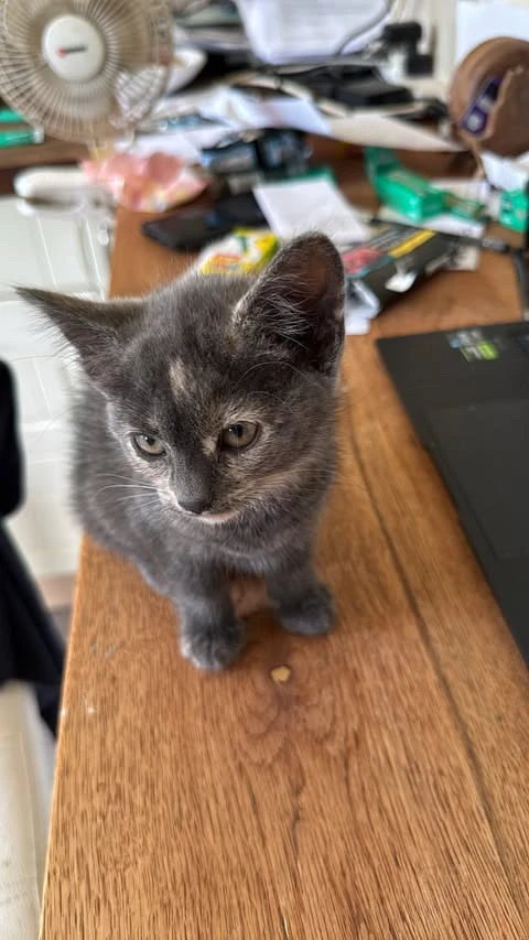 GIF uploaded by Fransisca