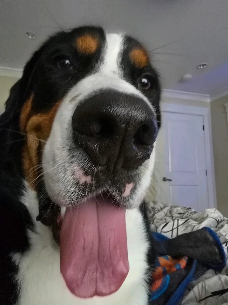 GIF uploaded by Harp