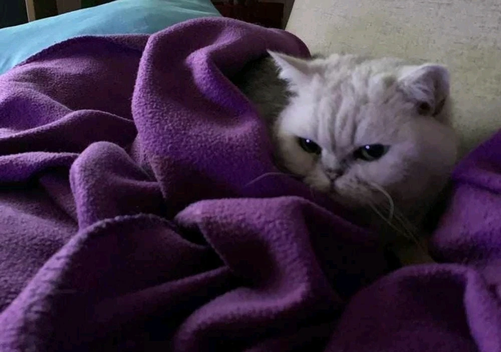 GIF hochgeladen von Niklas