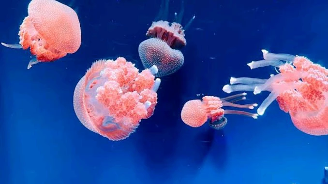 Image uploaded by ꨄ𝐃ꨄ