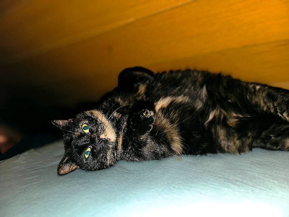 GIF hochgeladen von Julian