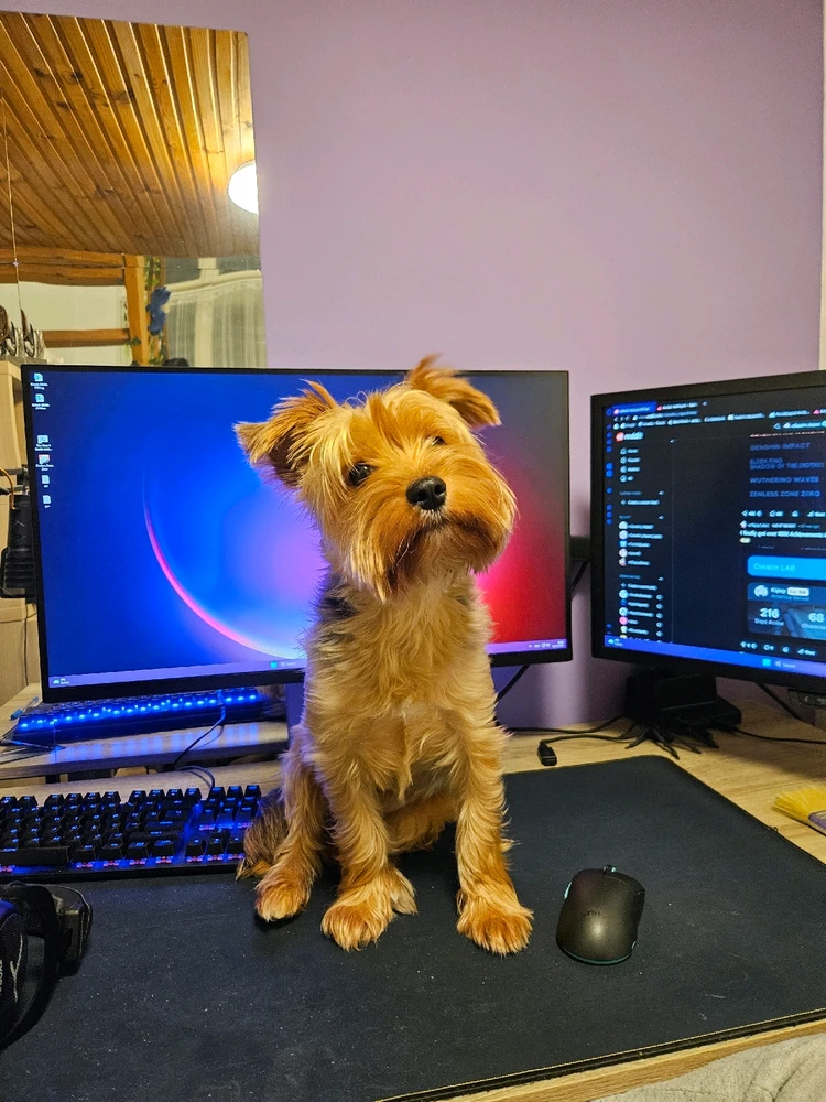 István által feltöltött GIF