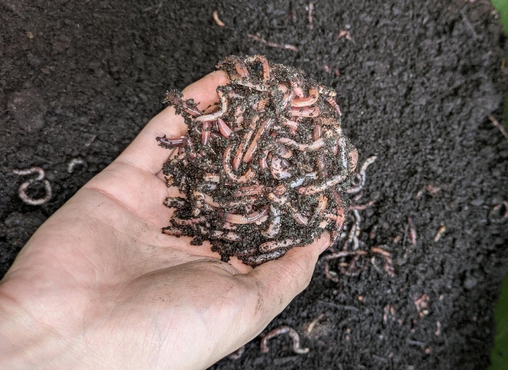 Image uploaded by Cornelius