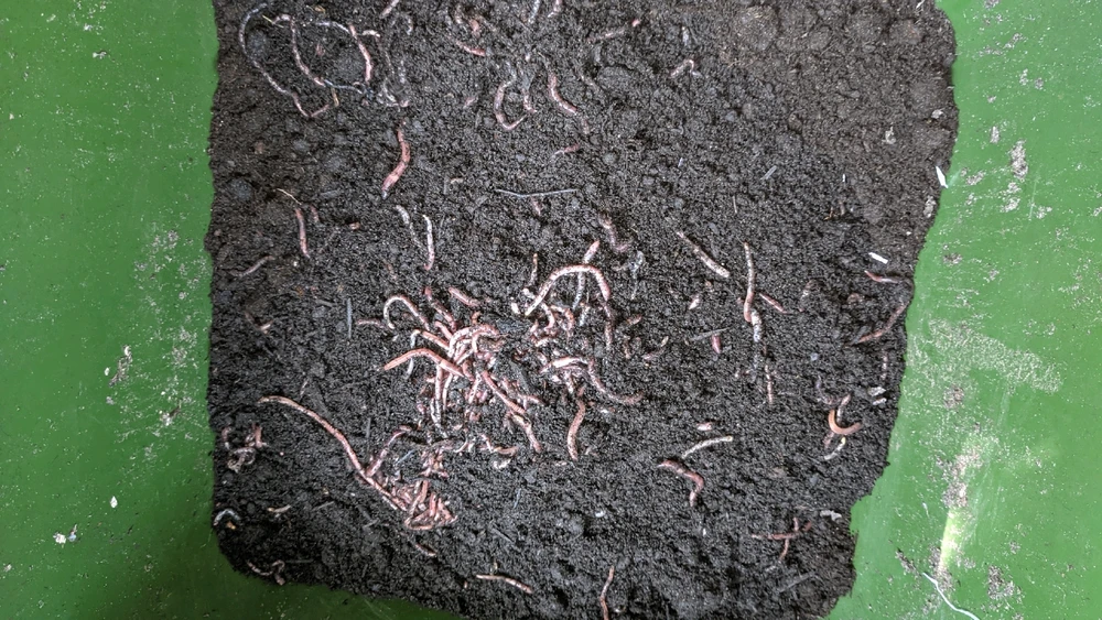 Image uploaded by Cornelius