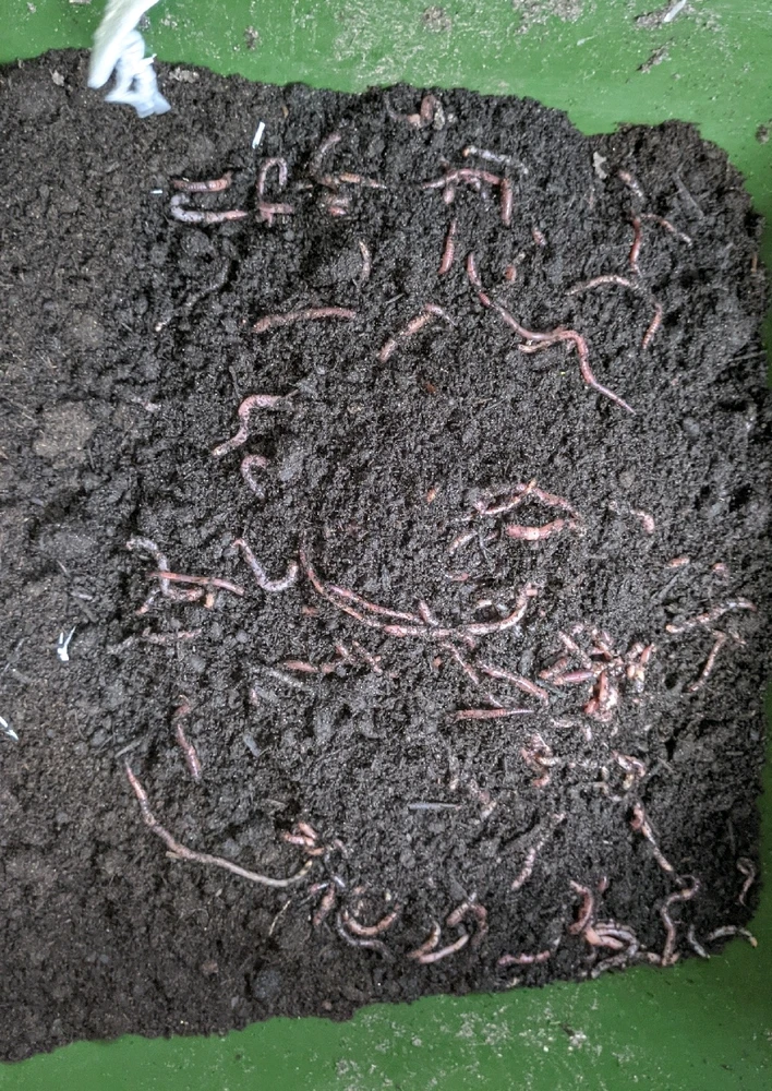 Image uploaded by Cornelius