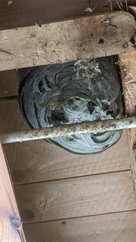 Afbeelding geüpload door Cornelius