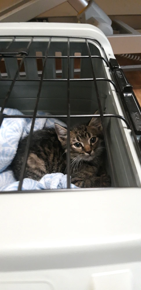 Bin Kaztenmama geworden!!😍