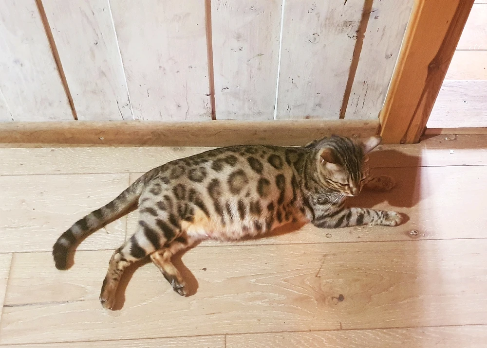 LibkaがアップロードしたGIF