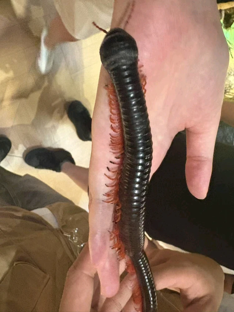 Toprak tarafından yüklenen GIF