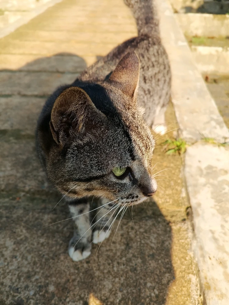 One of the stray catsπΌ