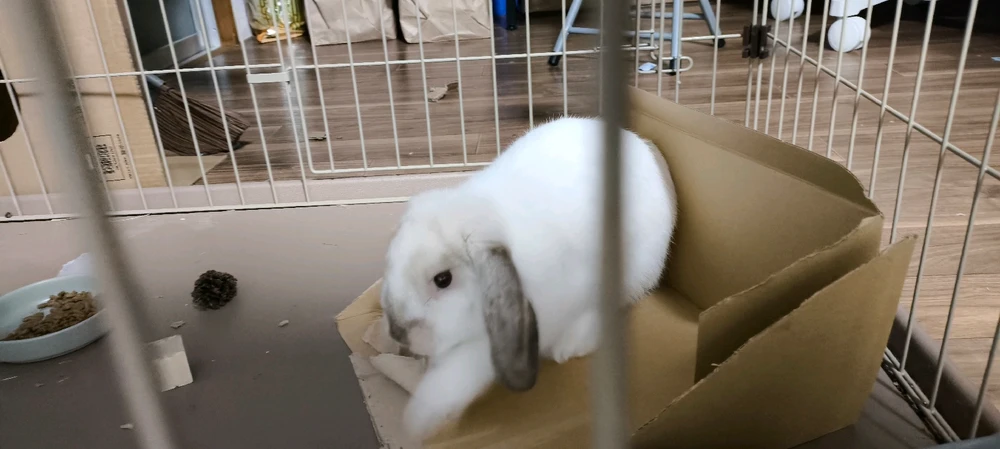 LuisがアップロードしたGIF