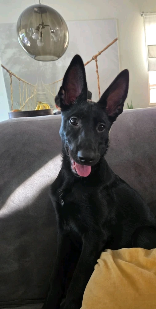 GIF uploaded by Tristan