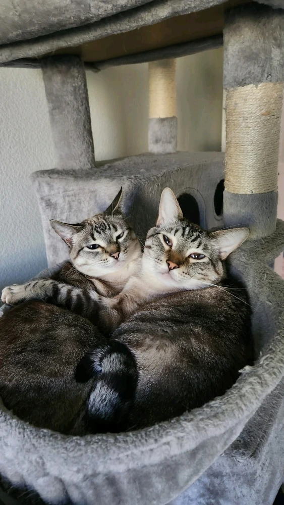 GIF uploaded by Tristan