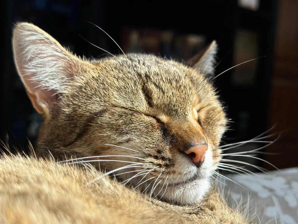 Ádám által feltöltött kép