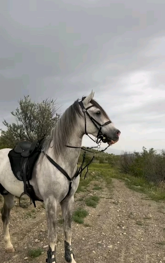 تصویر آپلود شده توسط sara