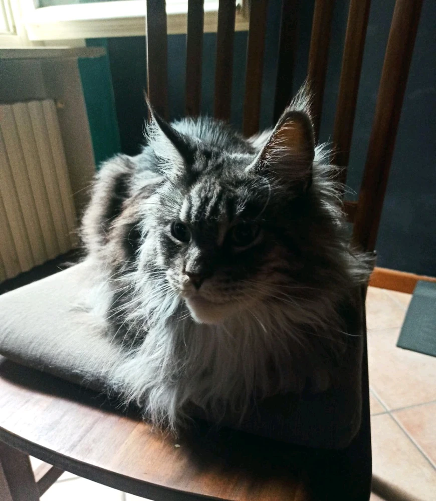 GIF caricata da Lorenz