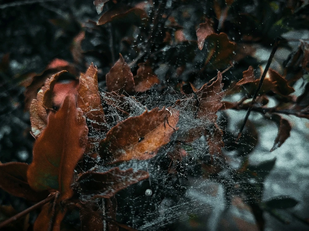 Imagen subida por Nicolás