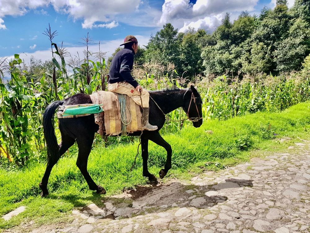 Crónicas de una vida pasada