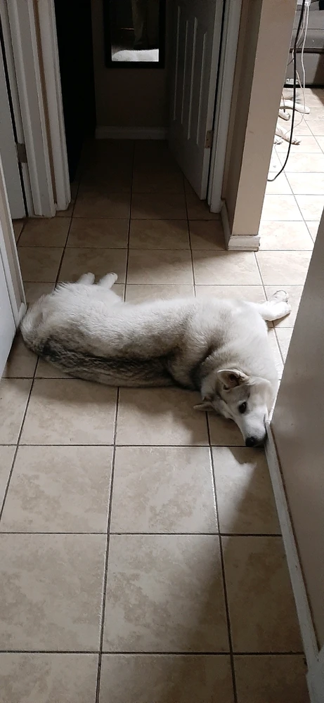 GIF uploaded by Chandler