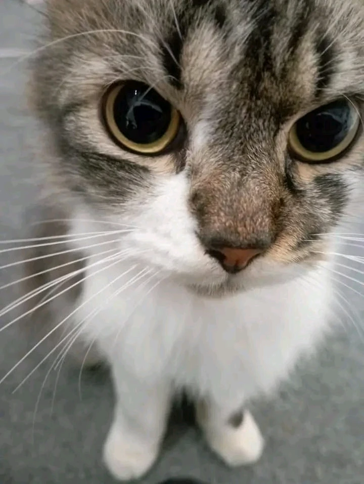 GIF uploaded by Octavia