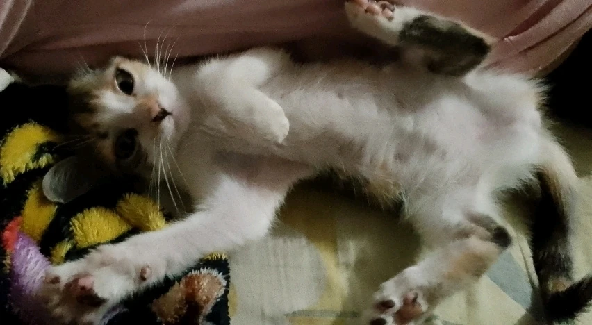 GIF subido por Jeremy