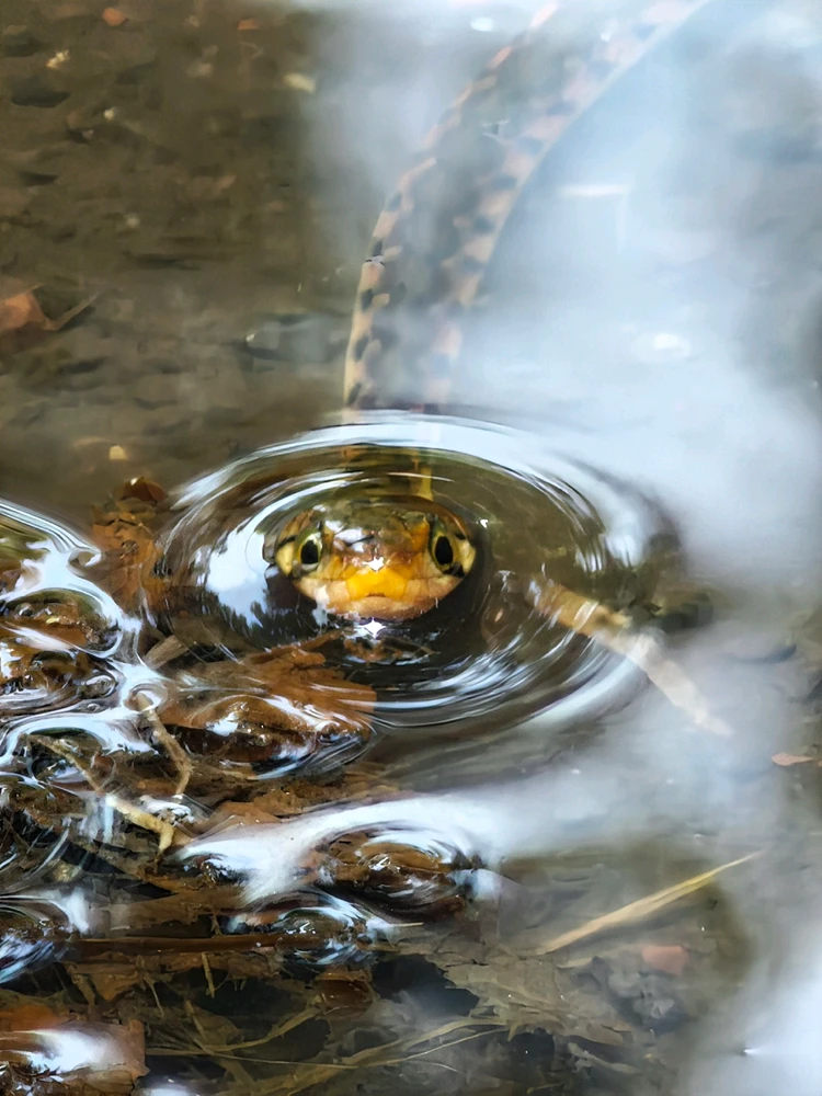 Image uploaded by Shiv