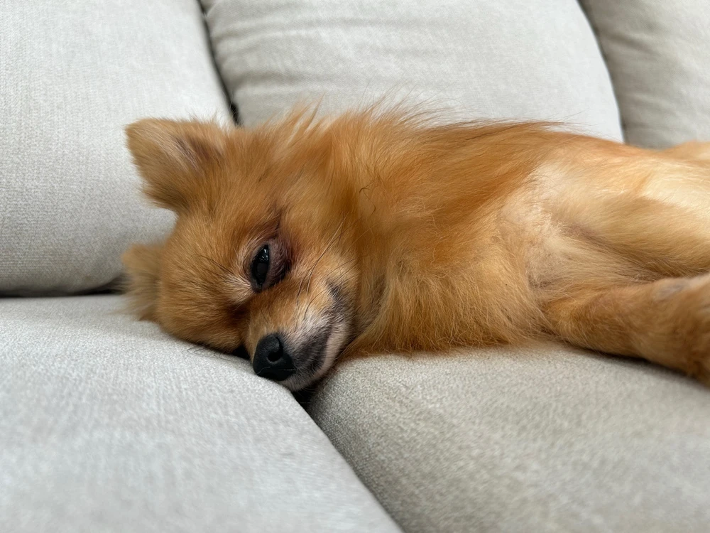 ションがアップロードした画像